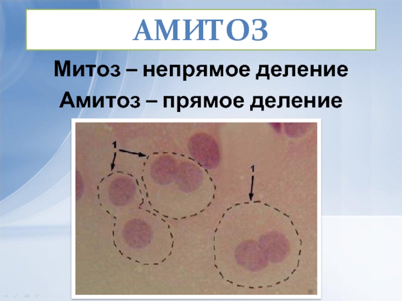 Прямое деление. Амитоз и прямое бинарное деление. Митоз амитоз эндомитоз. Амитоз результат процесса. Апоптоз митоз амитоз.