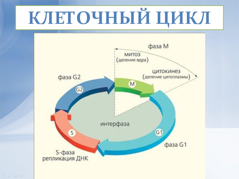 Схемы клеточного цикла