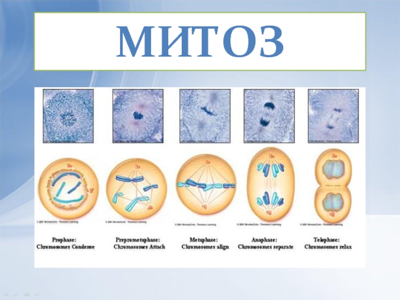 Презентация на тему митоз 10 класс