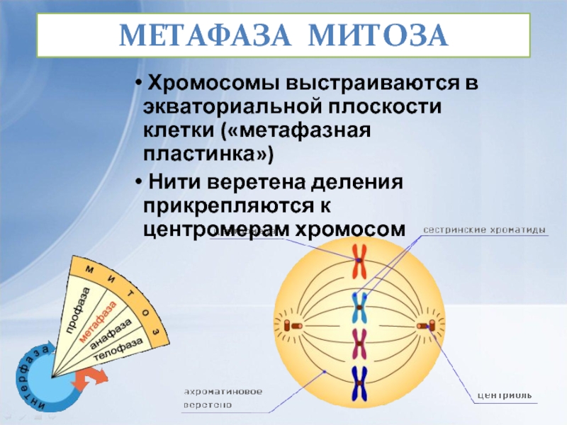 В метафазе митоза происходит. Что происходит в метафазе. Нити веретена деления прикрепляются к центромерам. Процессы которые происходят в метафазе. Метафаза митоза.