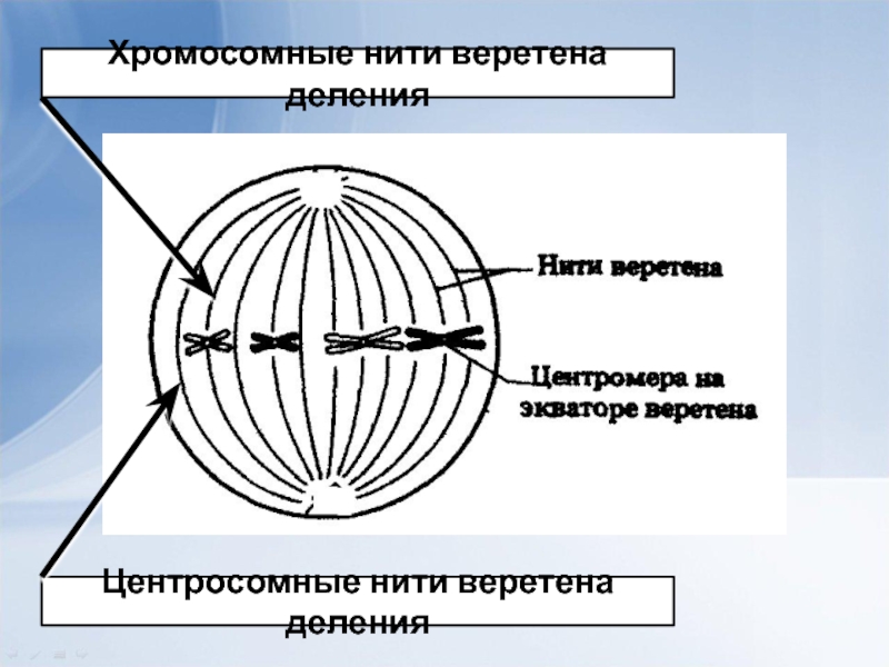 Нити веретена деления. Двухполюсное Веретено деления. Разрушение веретена деления. Веретено деления у растений.