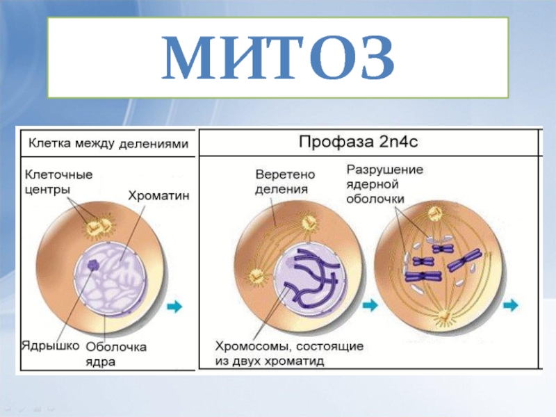 Митоз презентация 10 класс профильный уровень