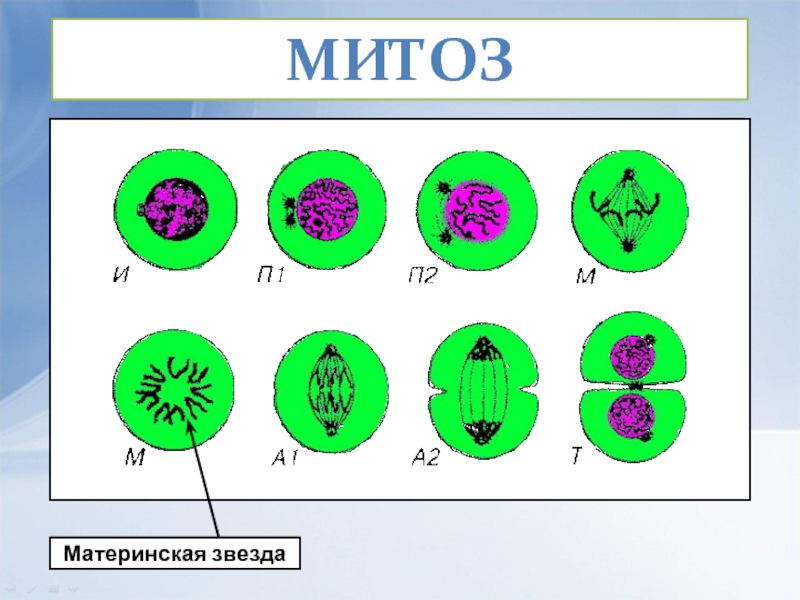 Митоз презентация