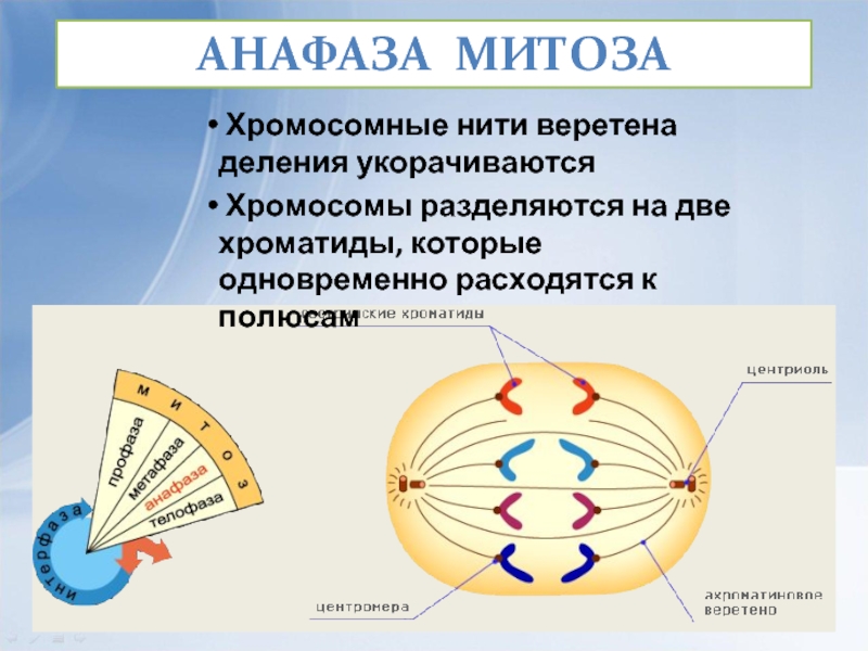 Анафаза хромосомы. Митотического веретена анафаза. Хроматиды соединены с нитями веретена деления с помощью. Анафаза митоза.