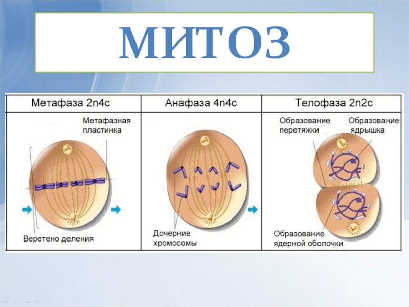 Митоз презентация 10 класс профильный уровень