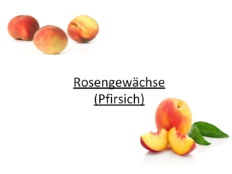 Rosengewächse (Pfirsich)