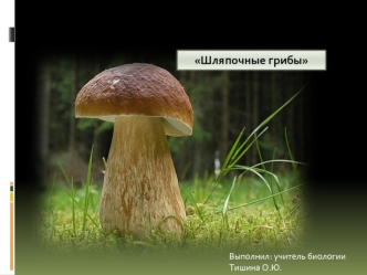 Шляпочные грибы Выполнил: учитель биологии Тишина О.Ю.