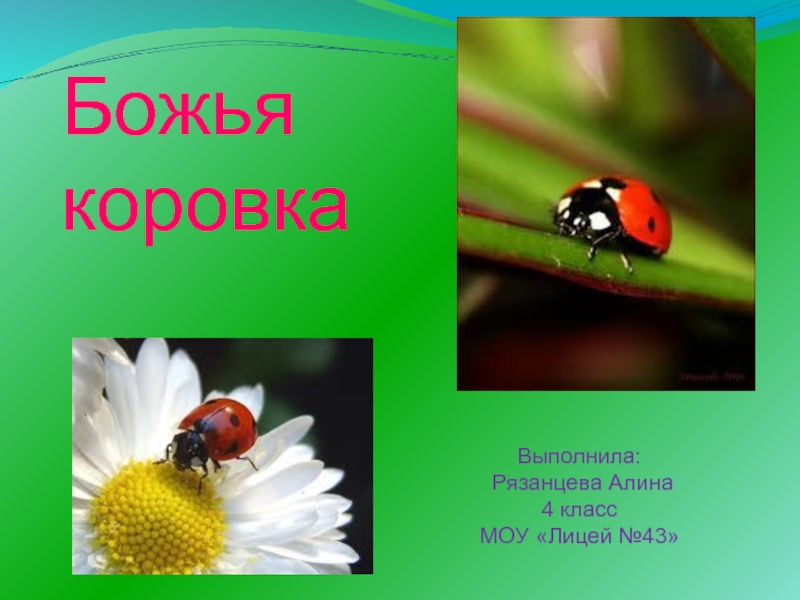 1 класс божья коровка. Рассказать о Божьей коровке. Божья коровка 2 класс окружающий мир. Насекомые Божи каровка2 класс. Доклад про Божью коровку.