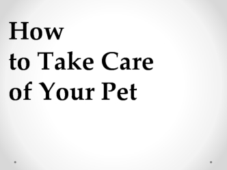 How to Take Care of Your Pet