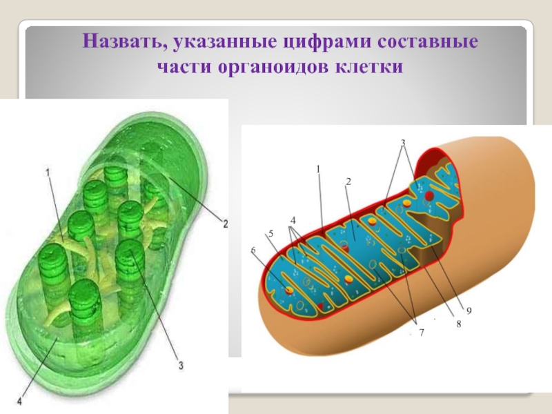 Как называют изображенный на рисунке клеточный органоид