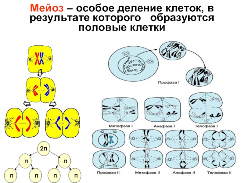 Мейотическое деление схема