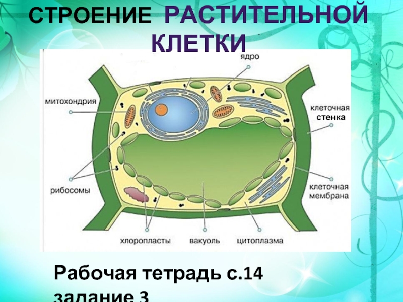 Клеточная стенка клетки особенности строения