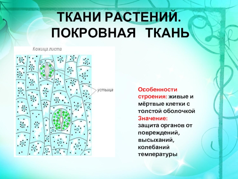 Покровная ткань листа это. Клетки покровной ткани листа. Строение покровной ткани. Строение покровной ткани растений. Покровная особенности строения.