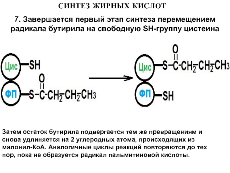 Толстой синтез. Первый этап синтеза жирных кислот. Этапы синтеза жирных кислот. Синтез жирных кислот биохимия. Липогенез Синтез жирных кислот.