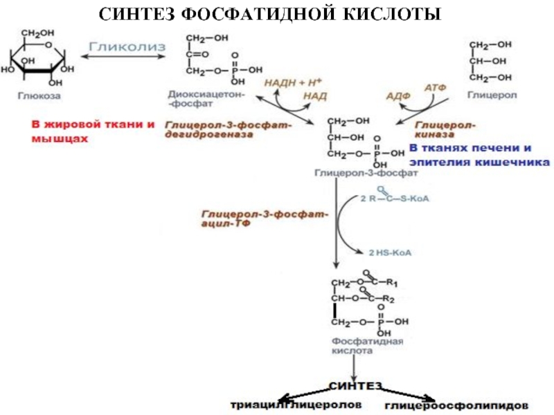 Схему синтеза триглицеридов и фосфатидов