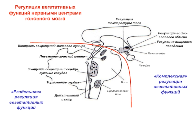 Регуляция и контроль. Центры регуляции вегетативных функций. Регуляция вегетативной нервной системой гипоталамусом схема. Гипоталамус центры ВНС. Центральная регуляция вегетативных функций.