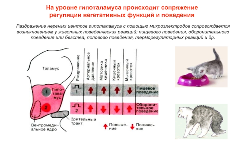 Регуляция у животных. Половое поведение физиология. Оборонительное поведение физиология. Гипоталамус и половое поведение. Оборонительные реакции животных.