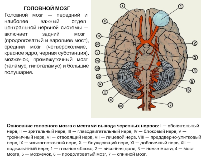 Функции головного мозга в нервной системе. Основание головного мозга. ЦНС головной мозг. Центральная нервная система мозг. Головной мозг передний отдел центральной системы.