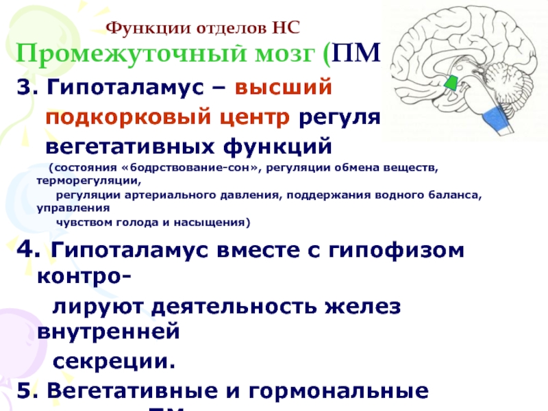 Высшим подкорковым центром вегетативной нервной системы является. Гипоталамус высший подкорковый центр вегетативных функций. Высшим центром регуляции вегетативных функций. Функции гипоталамуса головного мозга. Центры регуляции вегетативных функций.