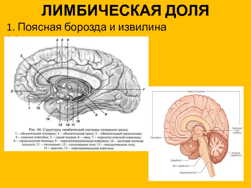 Лимбический мозг. Лимбическая доля. Поясная борозда и поясная извилина. Лимбическая доля мозга. Лимбическая доля больших полушарий.