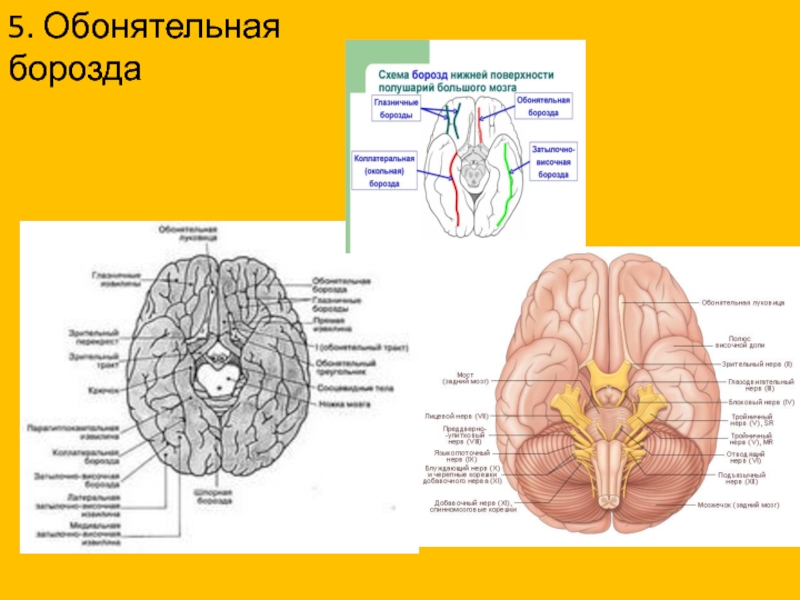 Обонятельные доли мозга. Нижняя поверхность головного мозга борозды. Борозды нижней поверхности полушарий схема. Обонятельная борозда мозга. Глазничные борозды анатомия.