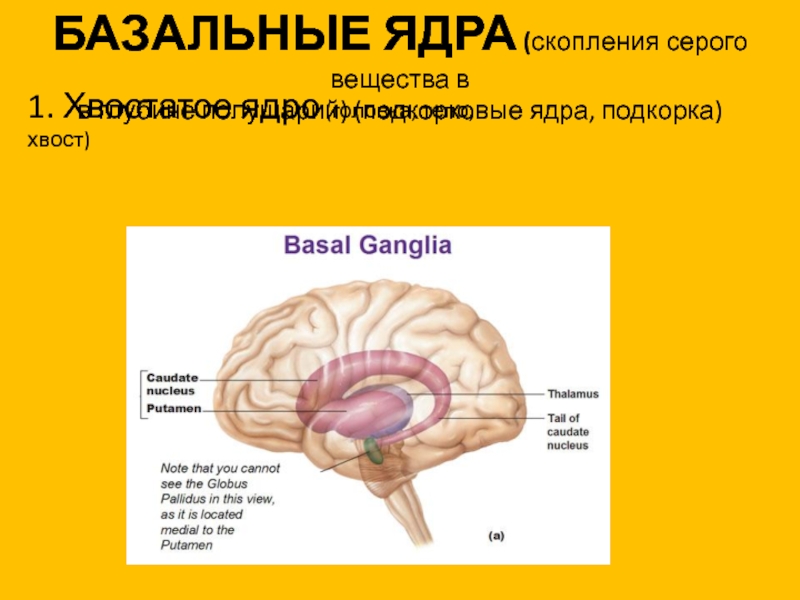 Подкорковые ядра полушарий. Базальные ядра головного мозга. Базальные ядра конечного мозга функции. Подкорковые ядра головного мозга анатомия. Полосатое ядро мозга функции.