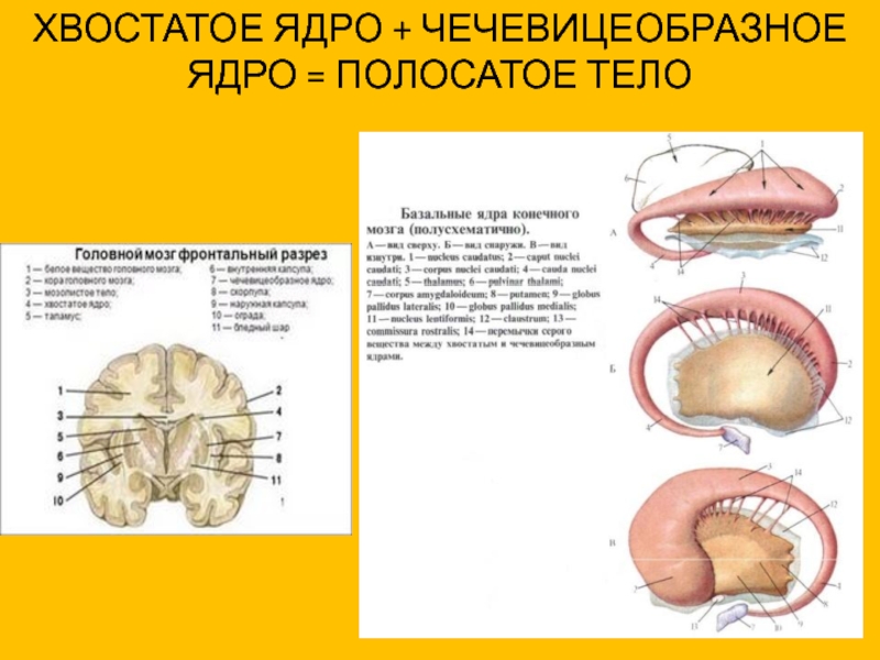 Хвостатое ядро мозга. Чечевицеобразное ядро полосатое тело. Чечевицеобразное ядро мозга функции. Хвостатое ядро и чечевицеобразное ядро. Чеч ивице образное ядро.