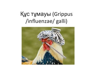 Құс тұмауы (Grippus /influenzae/ galli)
