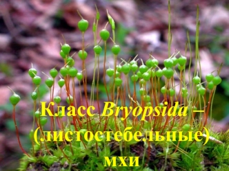 Класс листостебельные мхи – Bryopsida, или Musci