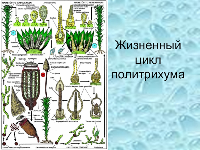 Клетки листостебельного растения набор. Жизненный цикл политрихум. Жизненный цикл развития политрухума. Жизненный цикл мха политрихума. Polytrichum commune жизненный цикл.