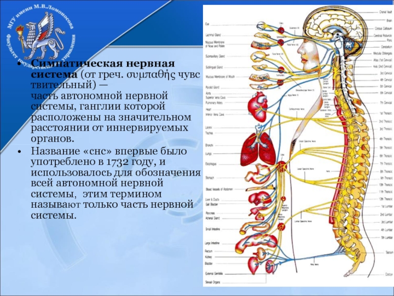 Нервные центры симпатического отдела