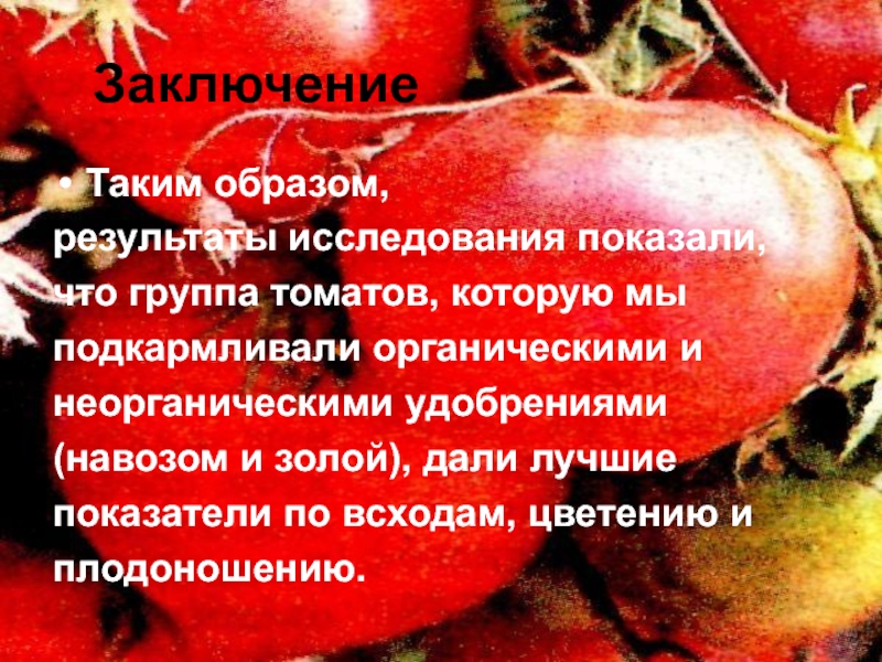 Группа томат. Заключение о качестве томата. Экологическая группа помидора. Факторы влияющие на хранение томатов презентация. Презентация томатов Натальи Елушкиной.