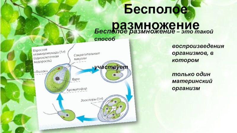 Индивидуальное размножение организма. В бесполом размножении организма участвуют. Бесполое размножение бурых водорослей. Микроналтное размножение это.