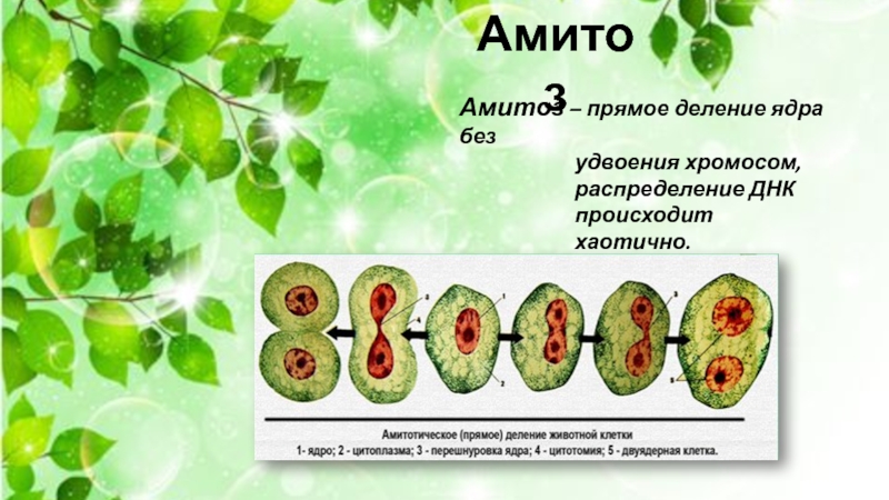 Деление амитозом. Амитоз. Прямое деление ядра клетки. Амитоз это прямое деление ядра при котором. Амитоз прямое деление.