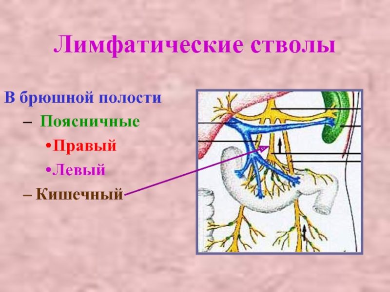 Лимфатические узлы желудка схема