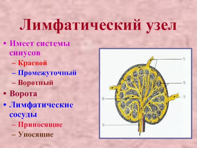 Лимфатический узел рисунок