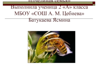 Проект на тему:Пчелиная семьяВыполнила ученица 2 А класса МБОУ СОШ А. М. ЦебиеваБатукаева Ясмина