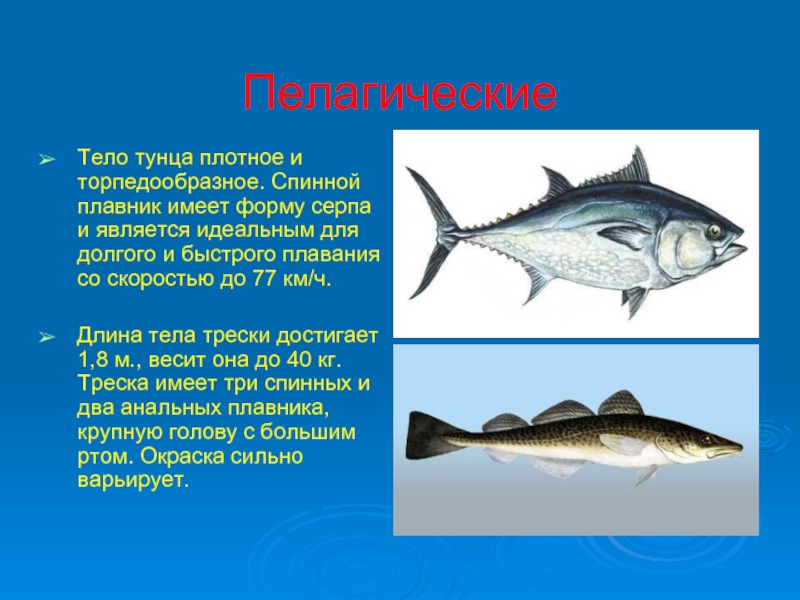 Рыбы примеры 3 класс. Форма тела рыб. Форма тела тунца. Торпедообразные рыбы. Форма тела пелагических рыб.