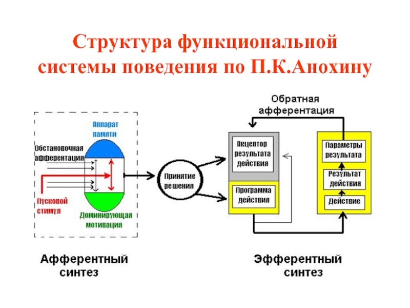 Схема функциональной системы по п к анохину