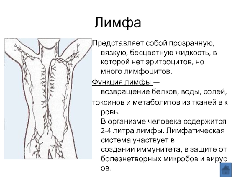 Движение лимфы в организме человека схема массаж