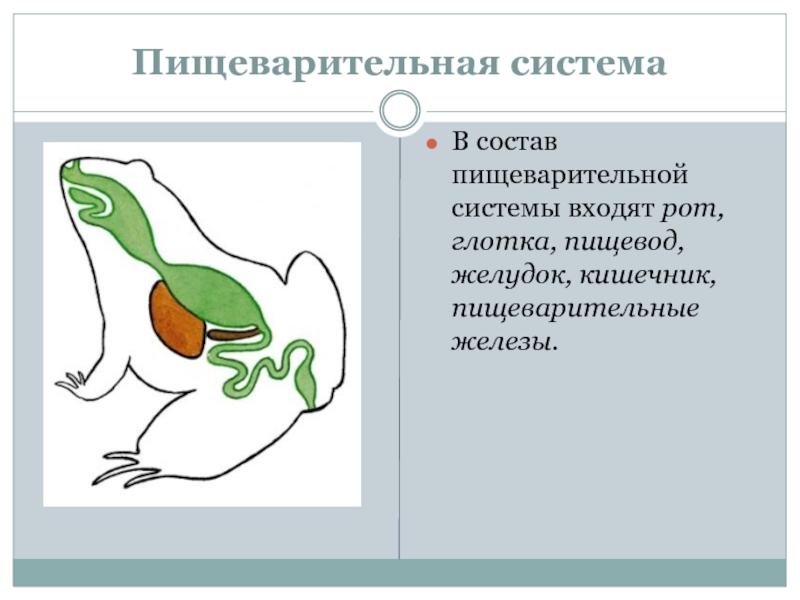 Схема какой системы органов животных показана на рисунке 3 пищеварительная выделительная нервная