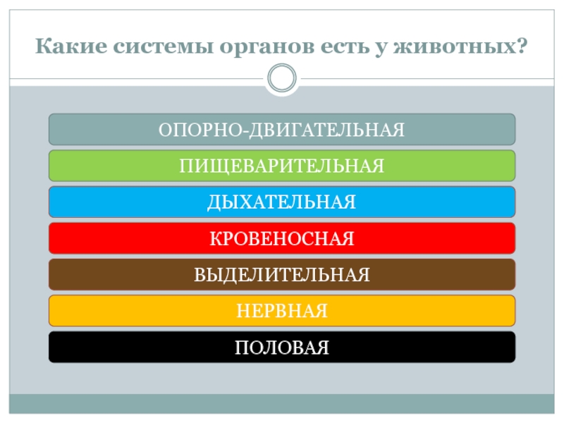 Презентация системы органов животных 7 класс