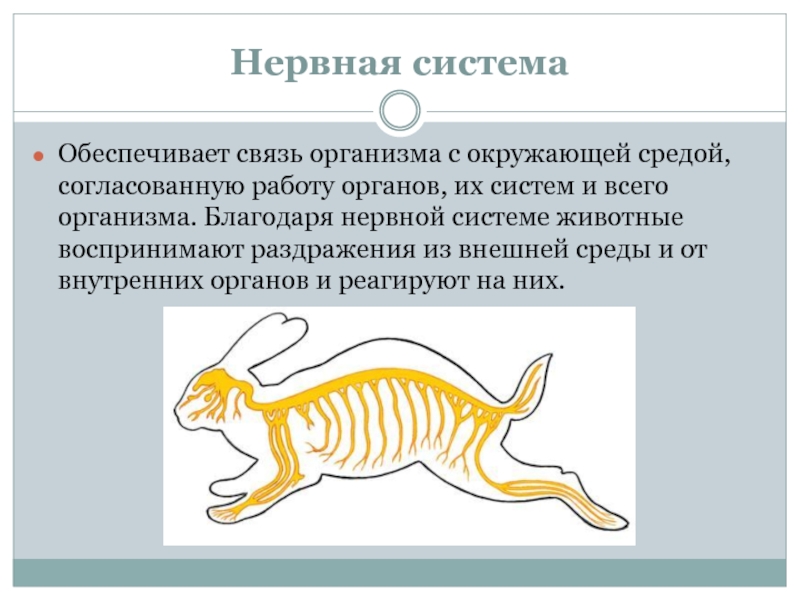 Нервная система млекопитающих 8 класс. Функции нервной системы животных кратко. Нервная система органов животного. Нервная система зверей.