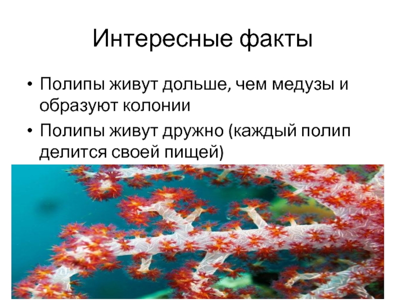 Колония кишечнополостных. Медузы образуют колонии. Колонии полипов. Колонии кишечнополостных. Колония полипов медуз.