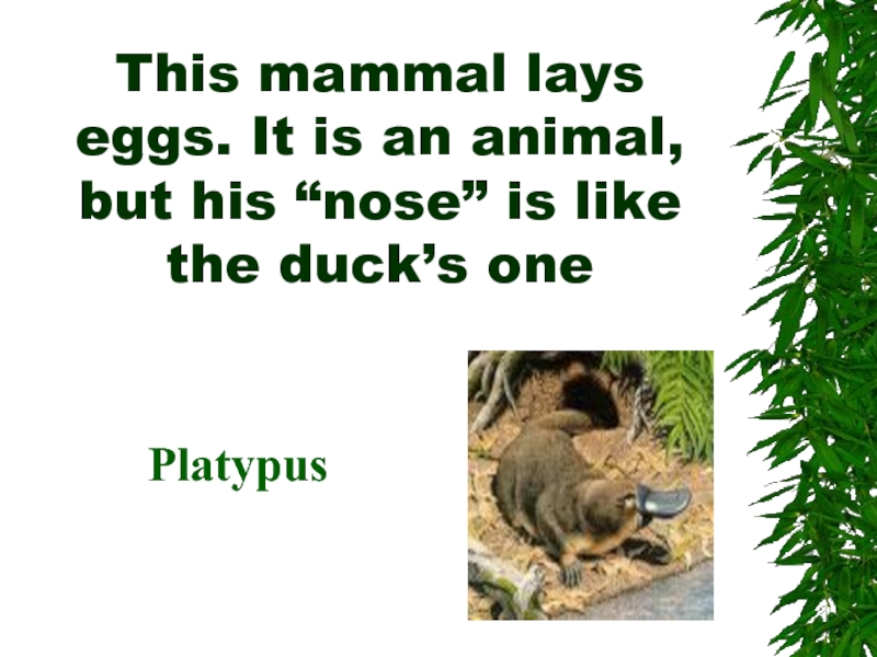 This mammal lays eggs. It is an animal, but his “nose” is