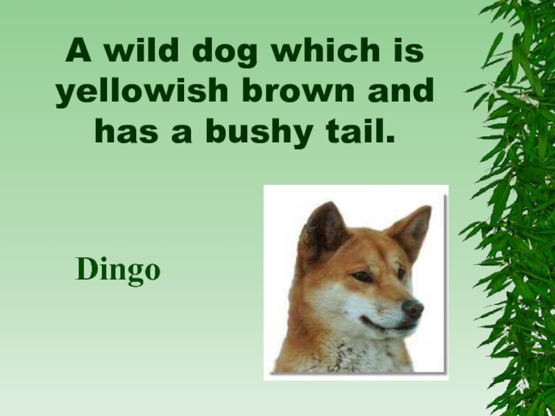 A wild dog which is yellowish brown and has a bushy tail.  Dingo