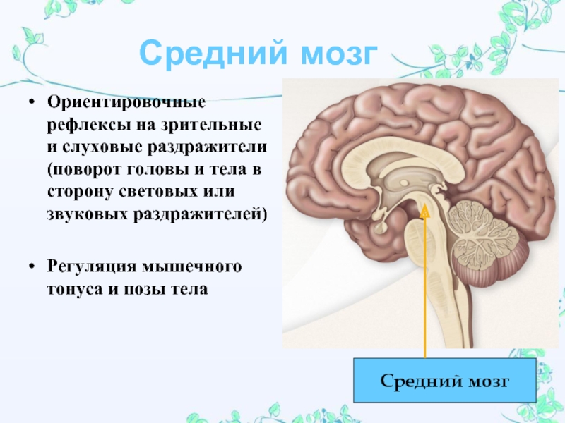 Ориентировочный рефлекс. Средний мозг центр ориентировочных рефлексов. Центры ориентировочных зрительных рефлексов расположены в:. Средний мозг центры ориентировочных рефлексов функции. Центры ориентировочных зрительных и слуховых рефлексов лежат в.