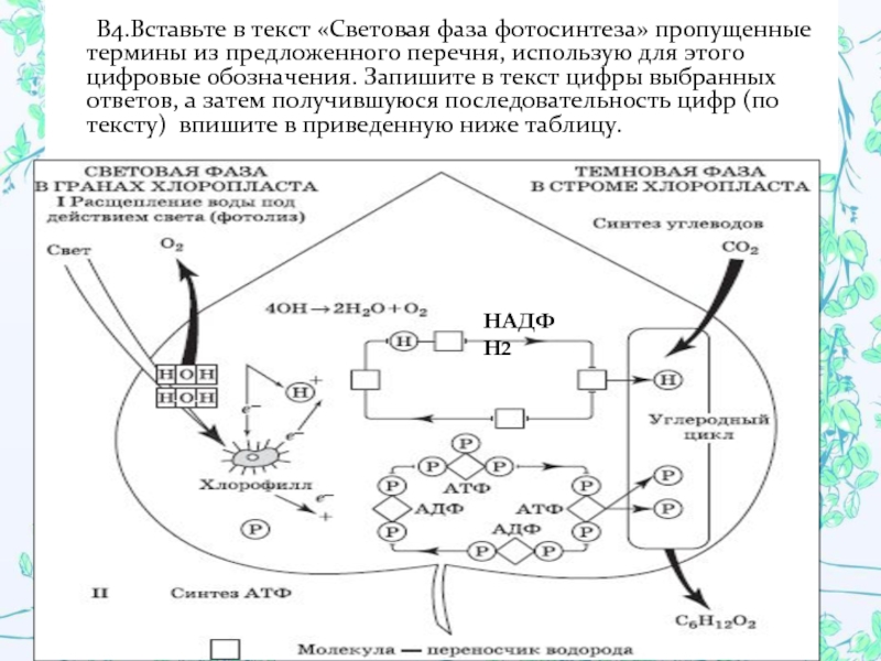 Результат световой фазы фотосинтеза