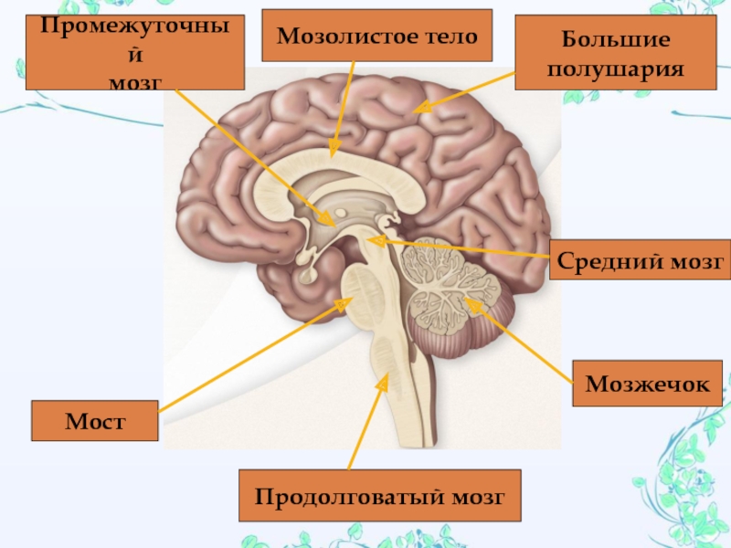 Мозолистое тело мозга фото