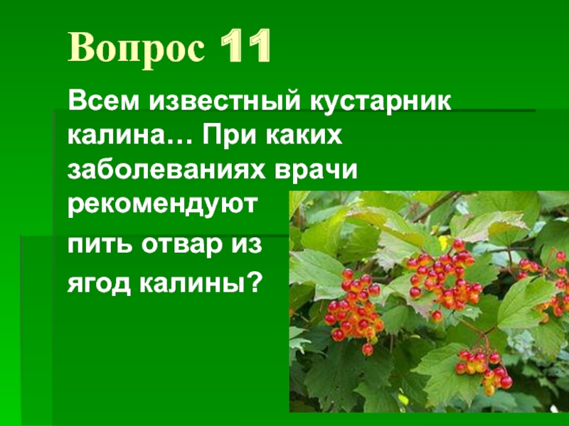 Паспорт кустарника Калина. Калина кустарник описание. Доклад о кустарнике Калина. Кустарник Калина 2 класс.